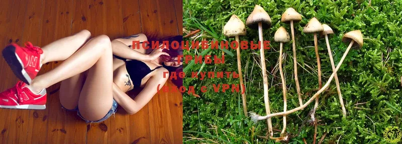 Галлюциногенные грибы Magic Shrooms  купить   Иваново 